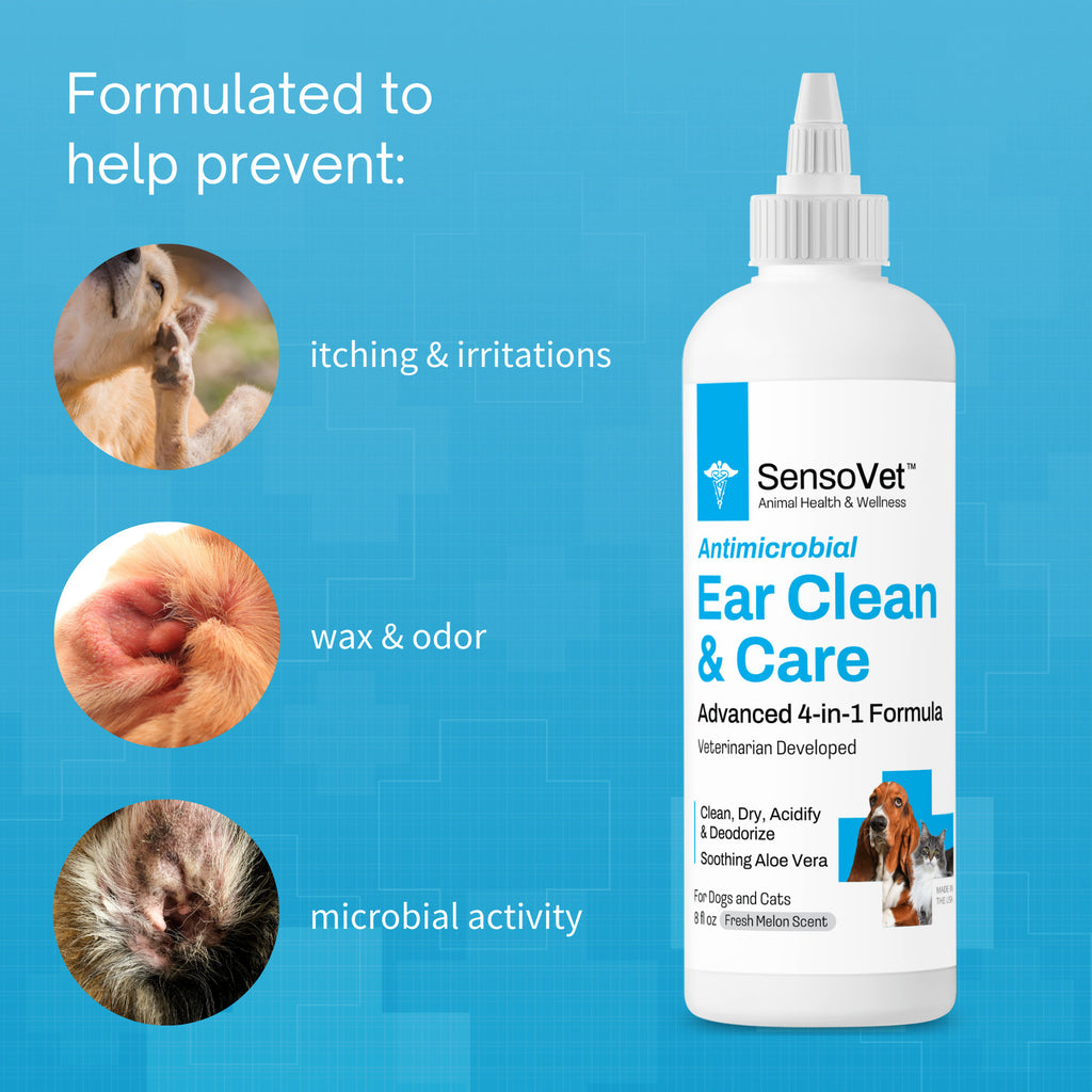 Illustration of Canine Ear Cleaning And Care