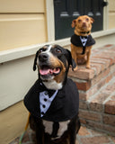 Halloween Costume for Dogs - Tuxedo Collar