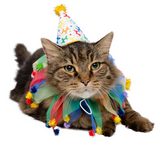 BIRTHDAY CELEBRATION HAT & COLLAR FOR CATS - Halloween Costume
