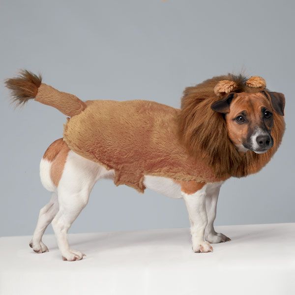 Zack Zoey Fuzzy Lion Dog Costume Halloween Costume Small